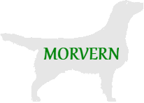 Morvern Flat Coated Retrievers